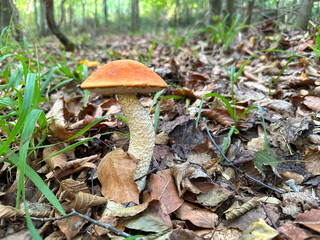 Orange-Cap Boletus (Leccinum aurantiacum) Growing in the Forest