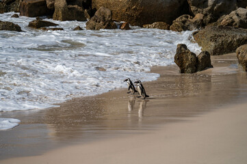 Two African penguins walking towards the ocean at Boulder beach, foxy beach, Table Mountain National Park, Western Cape, South Africa, Africa