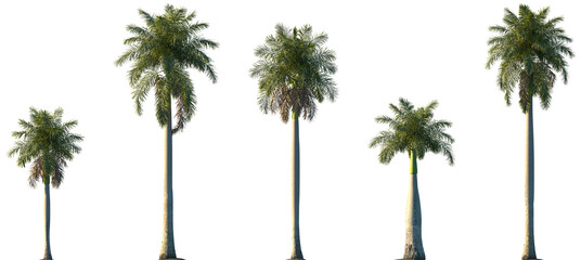 Set of Roystonea regia (commonly known as the royal palm, Cuban royal palm, or Florida royal palm) frontal isolated png on a transparent background perfectly cutout