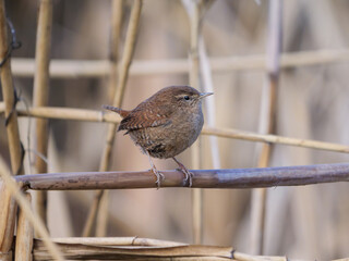 Eurasian Wren - Troglodytes troglodytes perched on a dry reed in a natural wetland habitat.