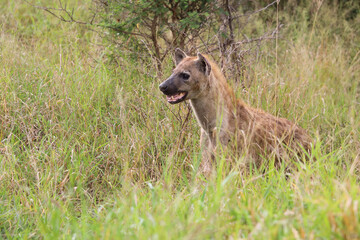 Tüpfelhyäne / Spotted hyaena / Crocuta crocuta..