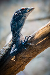 札幌円山動物園　アオホソオオトカゲ