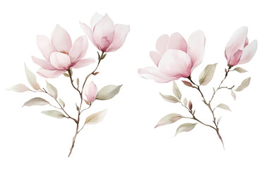 Fototapeta premium Watercolor Illustration Magnolia Branch. Botanical illustration for invitation and social media.