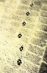 Dog paw prints in the snow. Close-up of animal tracks in freshly fallen snow.