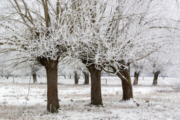 Fototapeta premium Piękno zimowego krajobrazu, Podlasie, Polska
