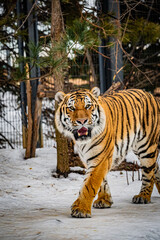 札幌円山動物園　アムールトラ