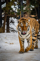 札幌円山動物園　アムールトラ