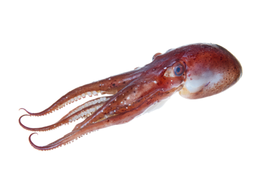raw giant squid seafood isolated on transparent or white background, png