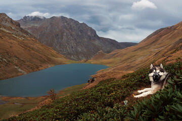 Hiking with a dog in the mountains. Traveling with a pet. A grey malamute lies against the background of a mountain lake
