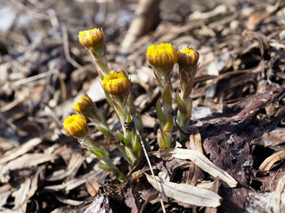blooming coltsfoot flowers