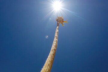 Fototapeta premium Majestic Flower Reaching Towards Bright Sunlight Against Blue Sky