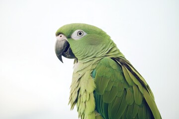 A parrot with smooth green feathers, beak slightly open against a white background
