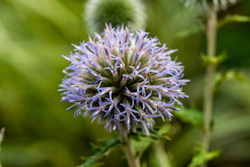 ルリタマアザミ