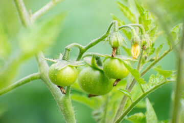 A close-up of a ripe tomato, scientifically known as Solanum lycopersicum.