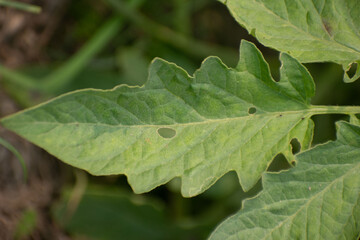 A detailed view of tomato leaves, scientifically known as Solanum lycopersicum.