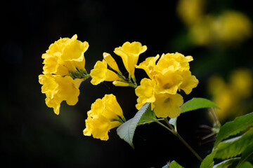A vibrant Caribbean Trumpet flower, scientifically known as Tabebuia aurea.