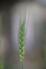 A close-up of wheat, scientifically known as Triticum aestivum, in a field.