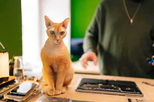 Portrait of ginger devon rex cat perching amid electronic repair tools, technician working on disassembled laptop computer in workshop. Concept of comfortable workplace.