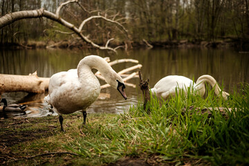 swans