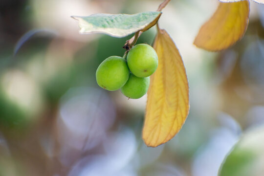 A close-up of jujube fruit, scientifically known as Ziziphus mauritiana.