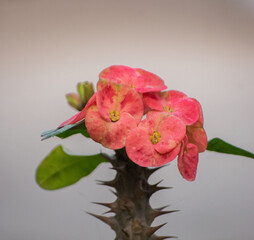 A detailed view of Euphorbia milii, the Crown-of-thorns plant with vibrant flowers.