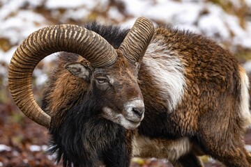 Majestic European mouflon ram with large horns