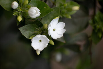 A blooming Star Jasmine flower, scientifically known as Jasminum multiflorum.