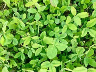Lush green leaves, vibrant foliage, close-up nature photography, saturated green hues, green leaves background