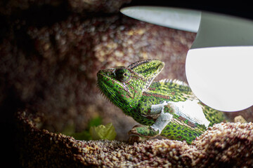 chameleon  lizard reptile