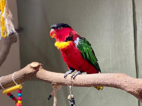 Yellow-bibbed lory / Lorius chlorocercus