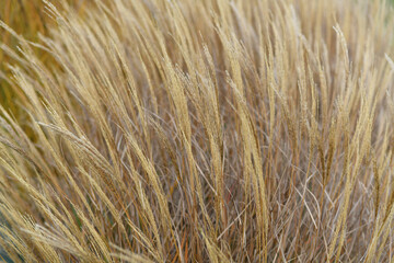 Natural background.Dry reed. Minimal, stylish, trend concept.