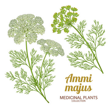 Ammi Majus Plant with Flowers and Leaves Colored Illustration. Essential oil ingredient for cosmetics, spa, aromatherapy, health care, alternative medicine. Vector isolated for design or decoration.