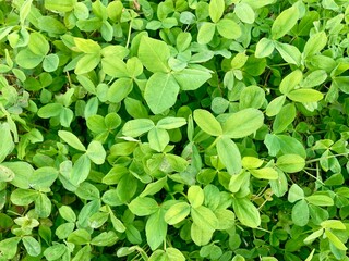 Obraz premium Lush green leaves, vibrant foliage, close-up nature photography, saturated green hues, green leaves background