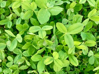 Lush green leaves, vibrant foliage, close-up nature photography, saturated green hues, green leaves background