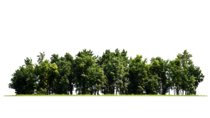 Isolated strip of dense forest trees, perfect for adding depth and realism to designs