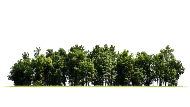 Isolated strip of dense forest trees, perfect for adding depth and realism to designs