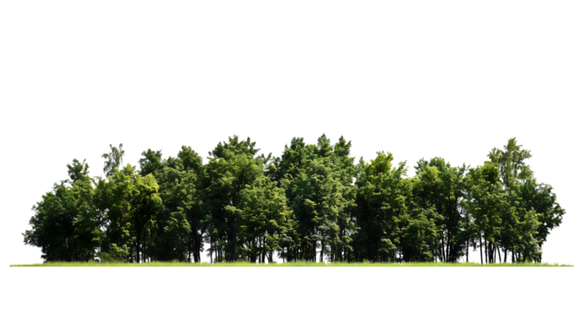 Isolated strip of dense forest trees, perfect for adding depth and realism to designs