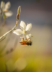 apis mellifera, beautiful, beautiful light in nature, beauty in nature, bee, blossom, close-up, closeup, environment, flower, garden, golden hour nature, insect, macro, natural lighting, natural world