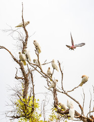 Little Corellas (Cacatua sanguinea) roosting in a tree with a lone pink and grey galah in flight. 
Perth Western Australia
