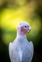 A juvenile pink and grey galah (eolophus roseicapilla)