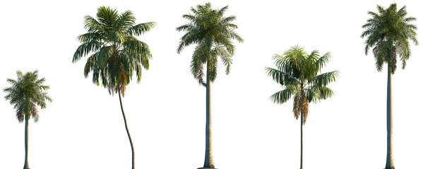 Obraz premium Set of Roystonea regia and Howea forsteriana frontal isolated png on a transparent background perfectly cutout