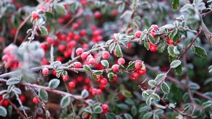 Entire Leaved Cotoneaster Integrifolius Ornamental Shrub with Red Berries Fruits Covered in Hoarfrost on Cold Chilly Morning
