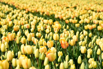 A closeup shot of a field of yellow tulips, tulipa, with an orange side. Concept of spring. 