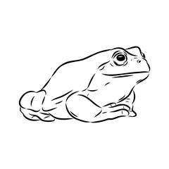 Hand draw frog isolated, frog Vector illustration, frog outline
