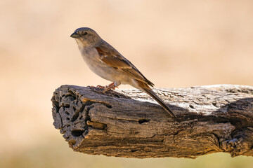 Southern grey-headed sparrow on thick tree branch, Kgalagadi Transfrontier Park, South Africa 