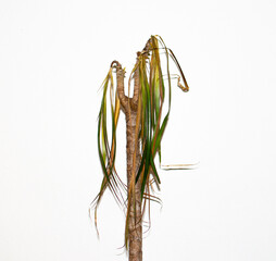 The withered trunk of a palm tree has shed its leaves. White background.