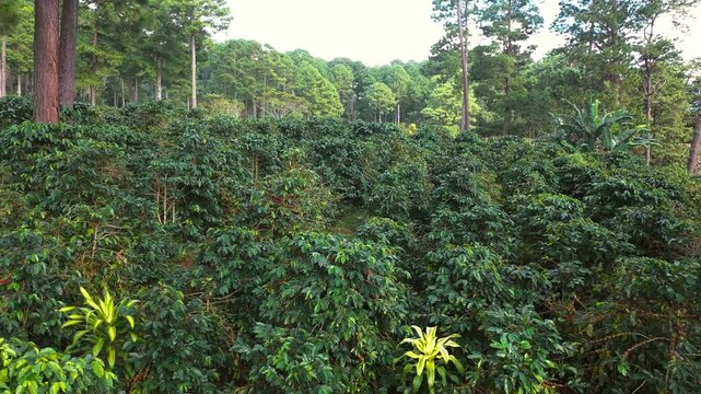Drone flight over coffee plantations amidst lush forest, where coffee beans grow on bushes. Drone shot, 4K