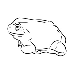 Hand draw frog isolated, frog Vector illustration, frog outline