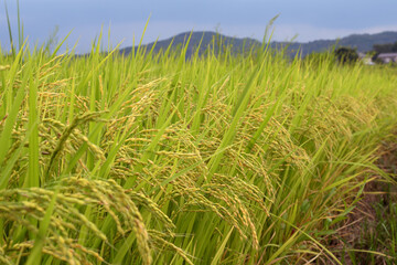 たわわに実った稲穂、秋の田園風景