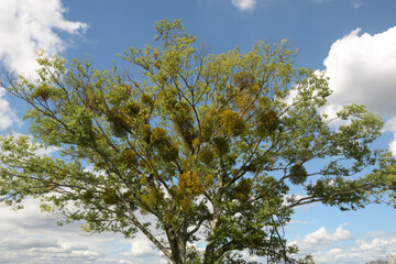河川敷の大木、枝にはたくさんの鳥の巣